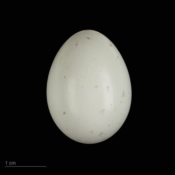 File:Dendrocopos medius MHNT.ZOO.2010.11.164.13.jpg