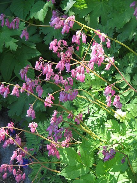 File:Dicentra formosa01.jpg