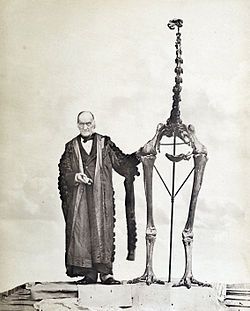 Sir Richard Owen and a Dinornis skeleton.