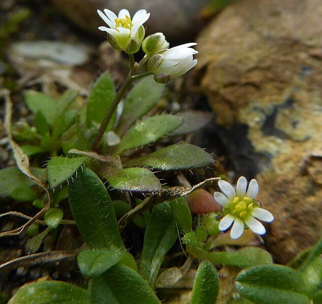 File:Draba verna whole.jpg