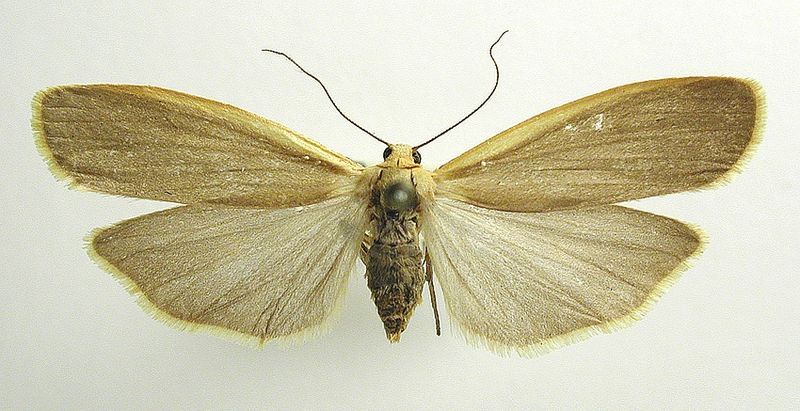 File:Eilema depressa1.jpg