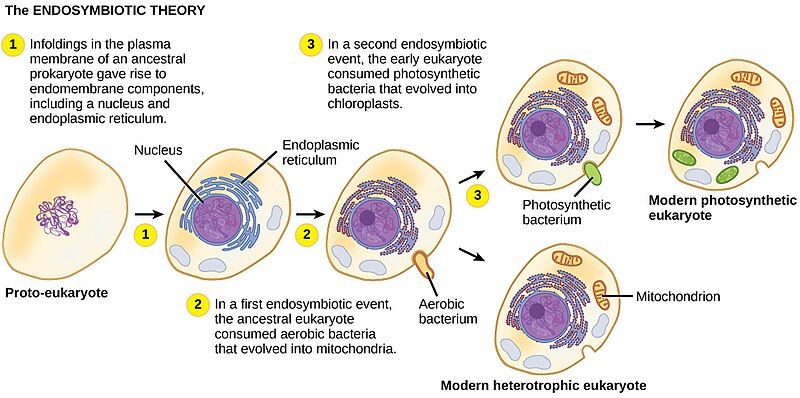 File:Endosymbiotic theory.jpg