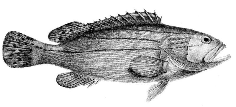 File:Epinephelus latifasciatus.jpg