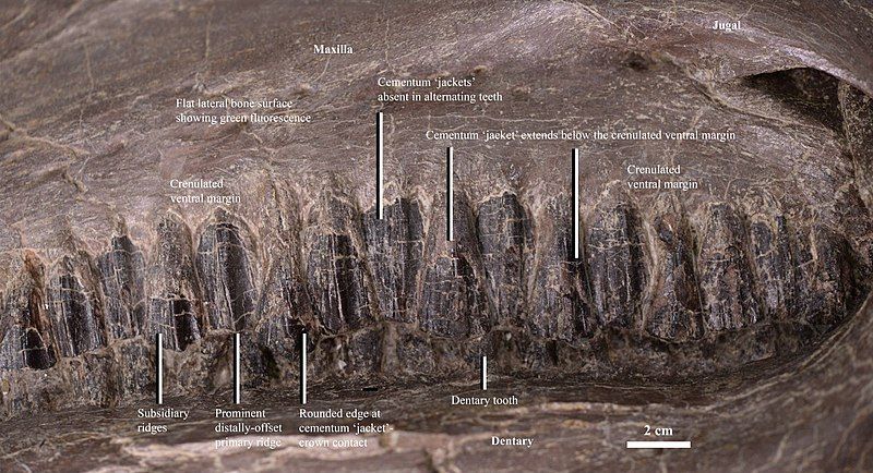 File:Equijubus maxilla.jpg