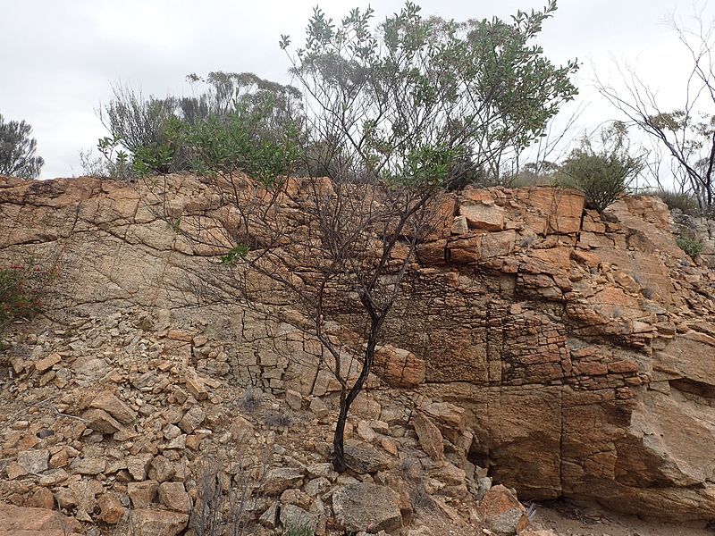 File:Eremophila gibbosa (habit).jpg