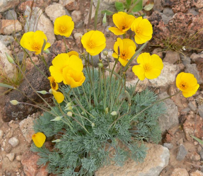 File:Eschscholzia glyptosperma 5.jpg