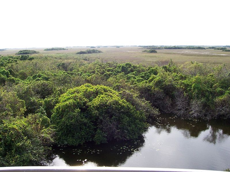 File:Evergladesoverlook.JPG