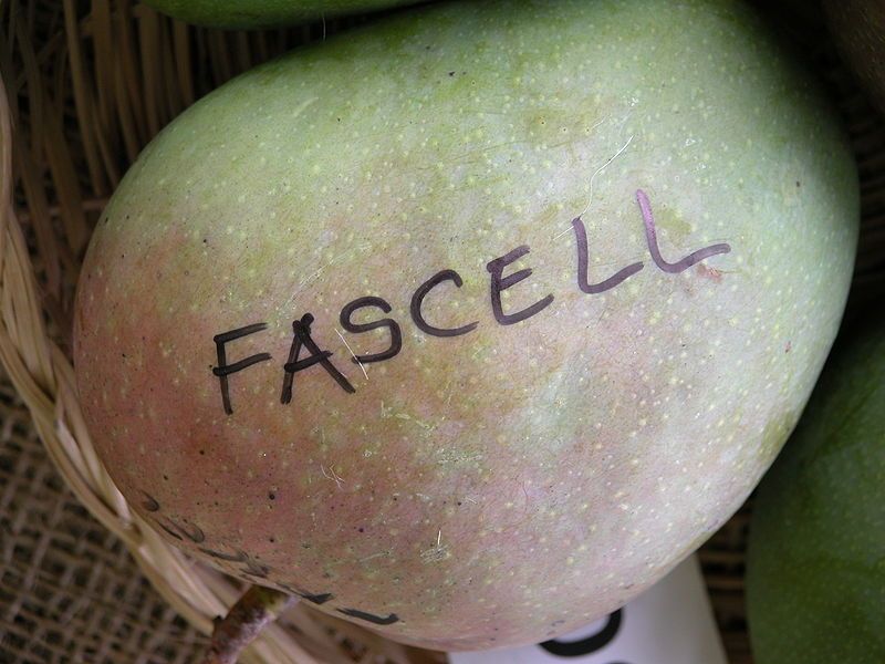 File:Fascell FS Asit.JPG