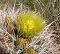 Ferocactus cylindraceus