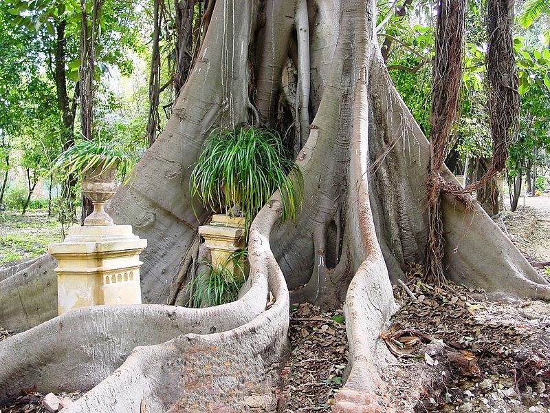 File:Ficus macrophylla011.jpg