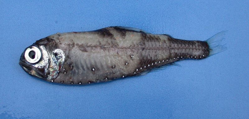 File:Fish8712.jpg