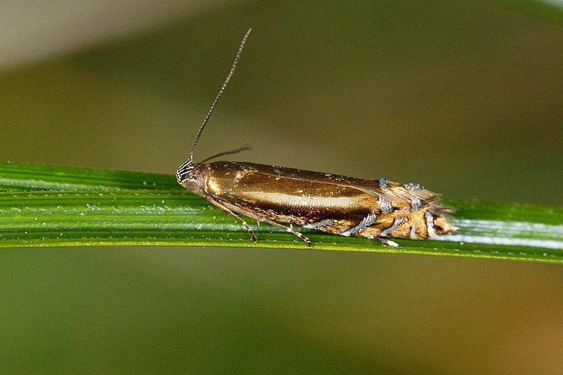 File:Glyphipterix scintelella 5849461.jpg