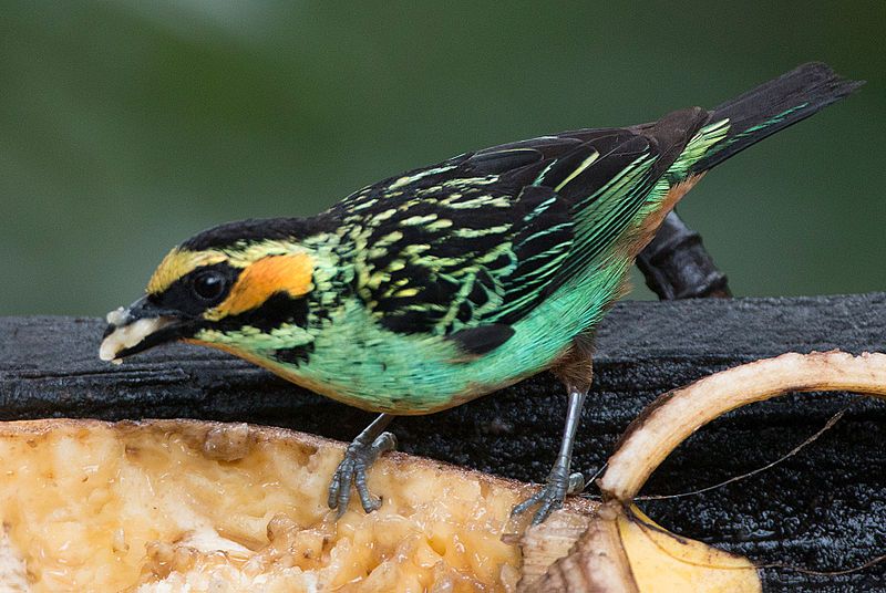 File:Golden-eared-tanager.jpg