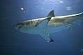 A great white shark at the aquarium in 2006