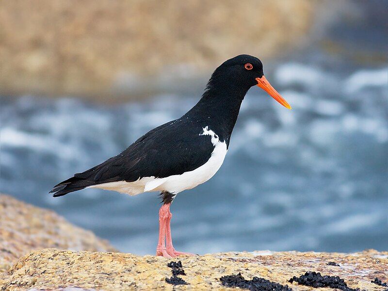 File:Haematopus longirostris 2.jpg