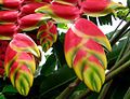 Heliconia rostrata in a botanical garden, Costa Rica