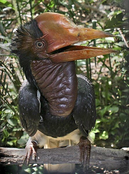 File:Helmeted Hornbill.jpg