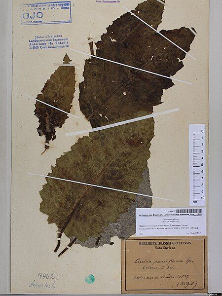 File:Herbarium GJO 0084137.jpg