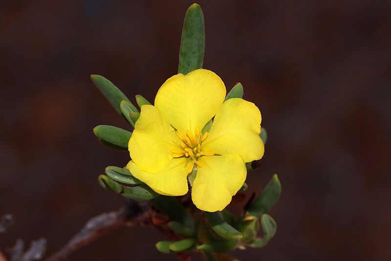 File:Hibbertia leucocrossa.jpg