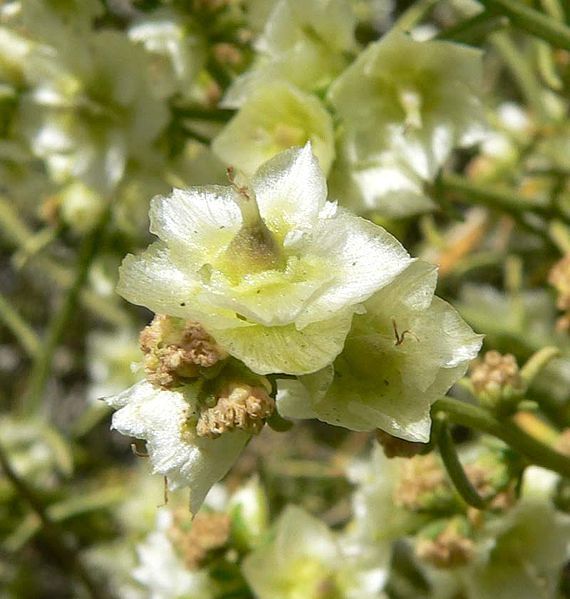 File:Hymenoclea salsola flowers.jpg