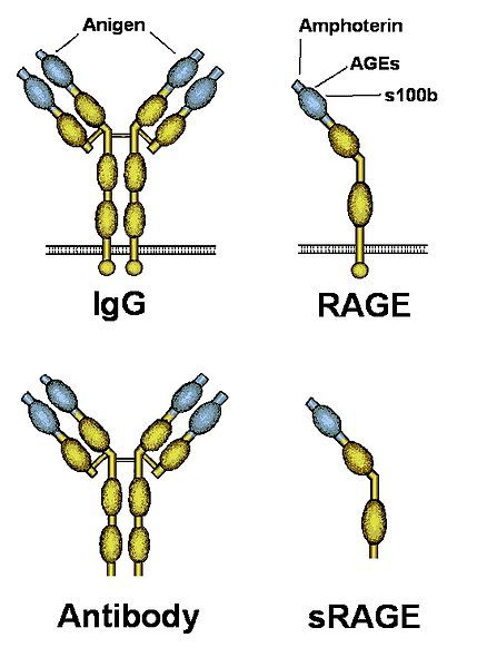 File:IgG-RAGE.jpg