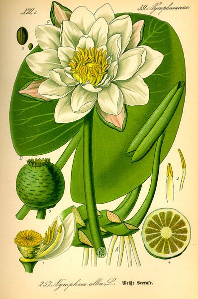 File:Illustration Nymphaea alba0.jpg