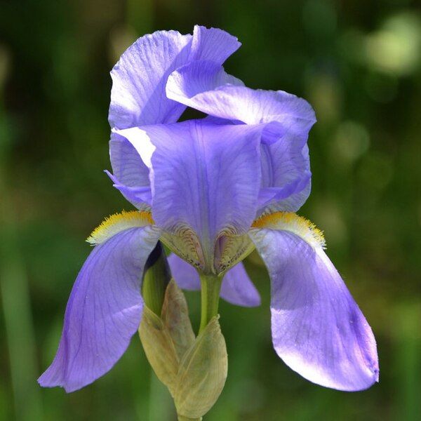 File:Iris pallida specie.jpg