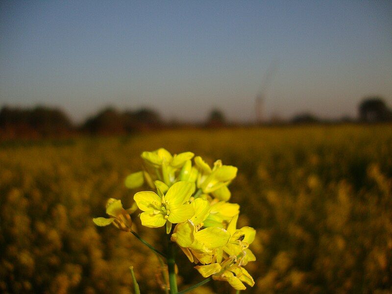 File:Ishwar flower.JPG