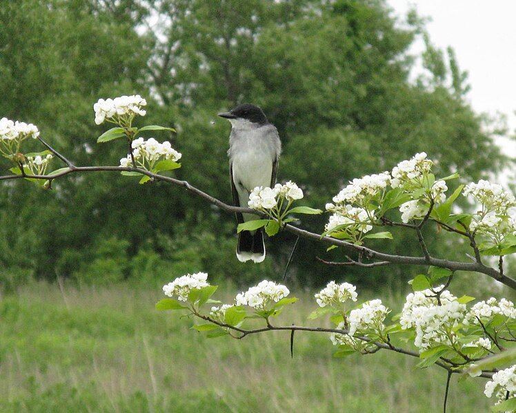 File:Kingbird in Crataegus.jpg