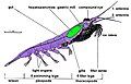 Image 2Body structure of a typical crustacean – krill (from Crustacean)