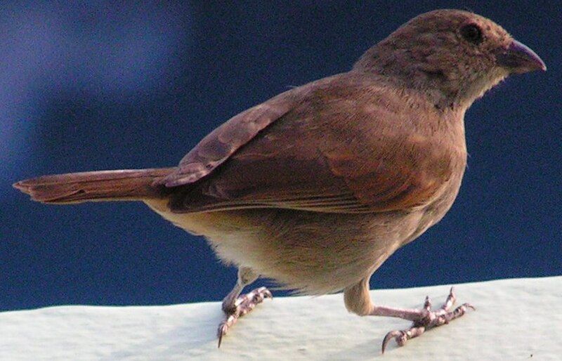 File:Lesser antillean bird4.jpg