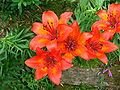 Lilium bulbiferum var. bulbiferum