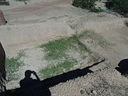 One of the two largest networks of irrigation canals created in the prehistoric Americas by the Hohokam.