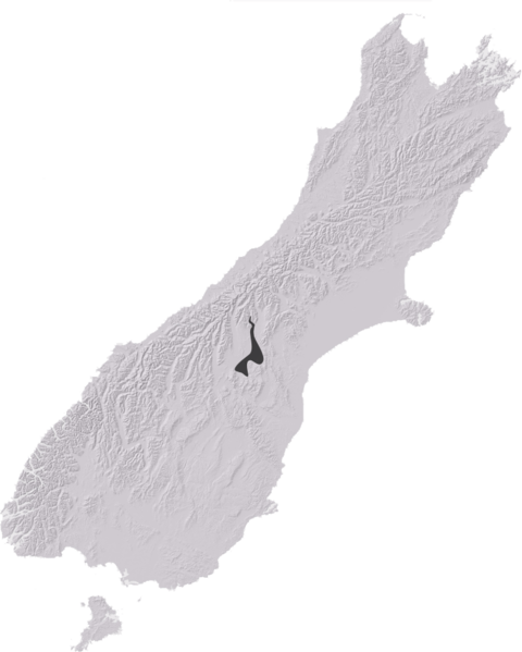 File:NZAcrididae6.png