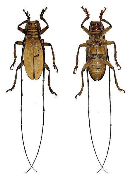 File:Nemophas tormentosus.jpg