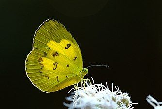 Ventral view