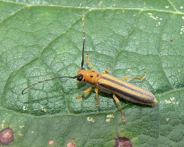 File:Oberea tripunctata.jpg