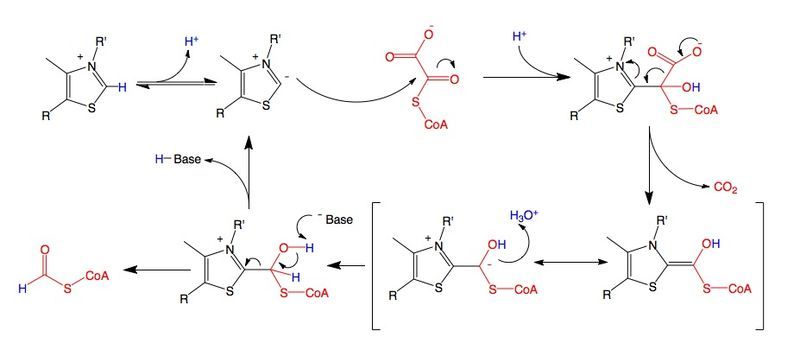 File:Oxalyl-CoA Mechanism.jpg