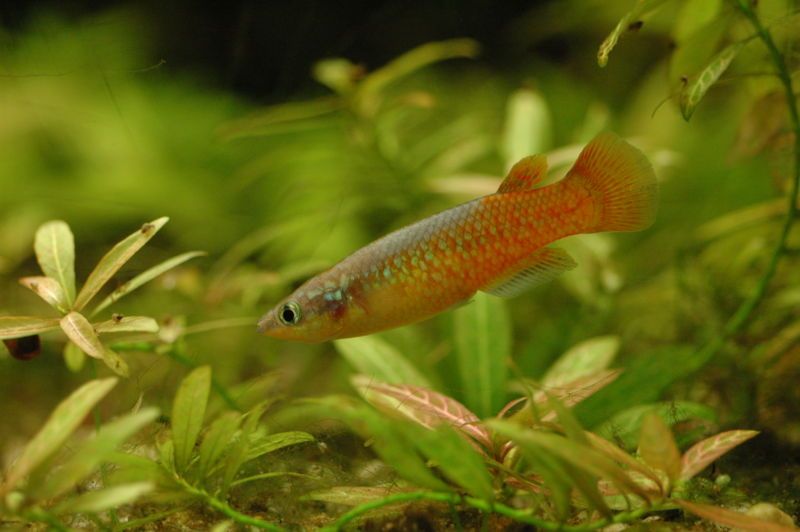 File:Pachypanchax omalonotus 01.jpg