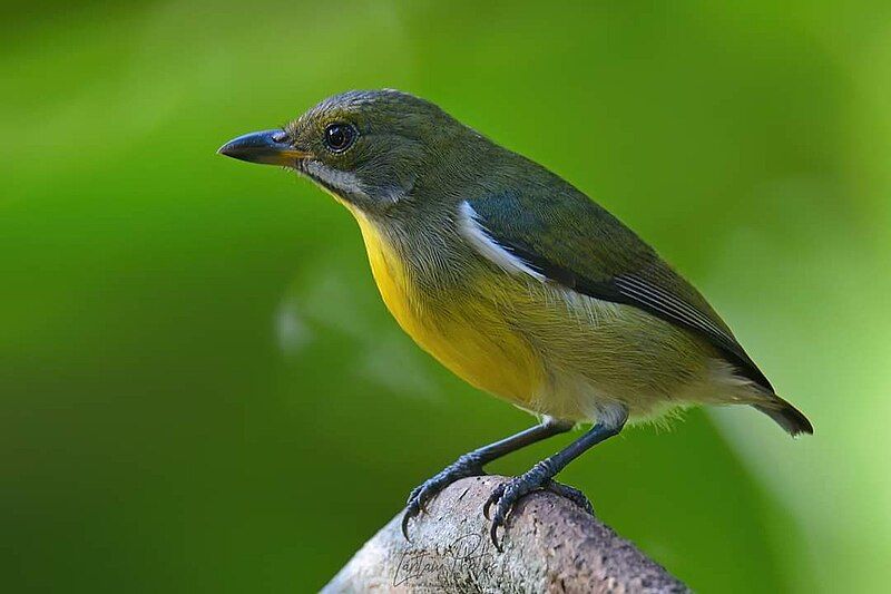 File:Palawan Flowerpecker Female.jpg