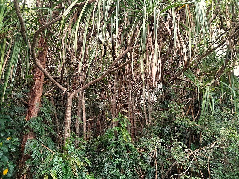 File:Pandanus-soms-laubachii-SF23081-01.jpg