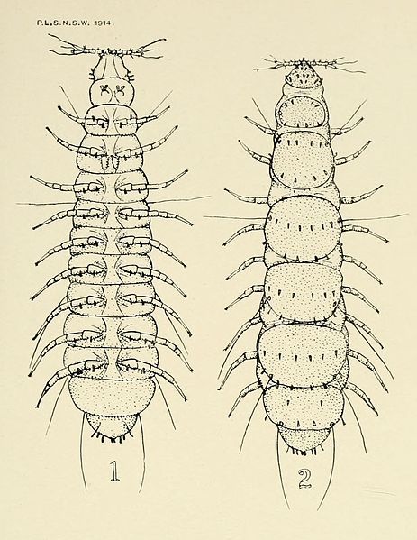 File:Pauropus amicus.jpg