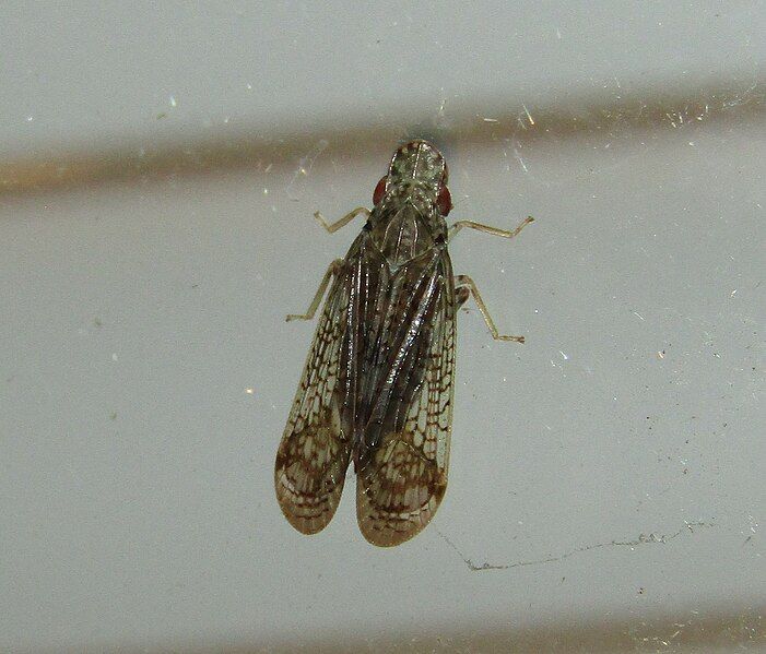 File:Pelitropis rotulata.jpg