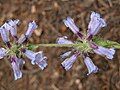 Flowers of Penstemon anguineus