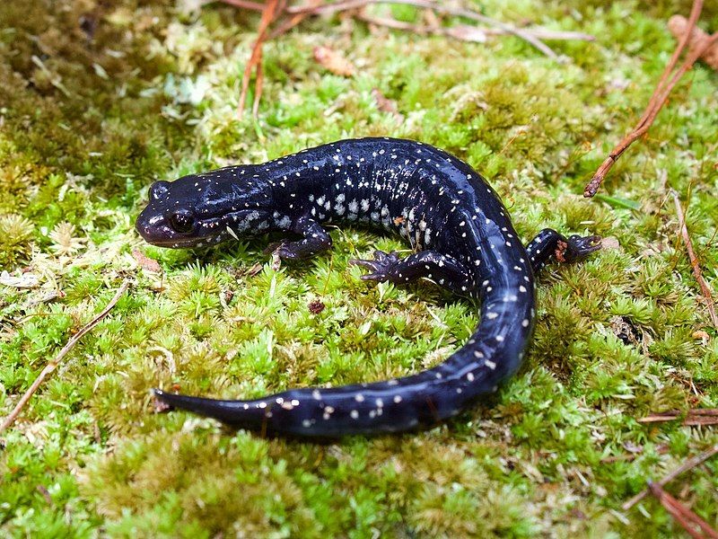 File:Plethodon grobmani.jpg