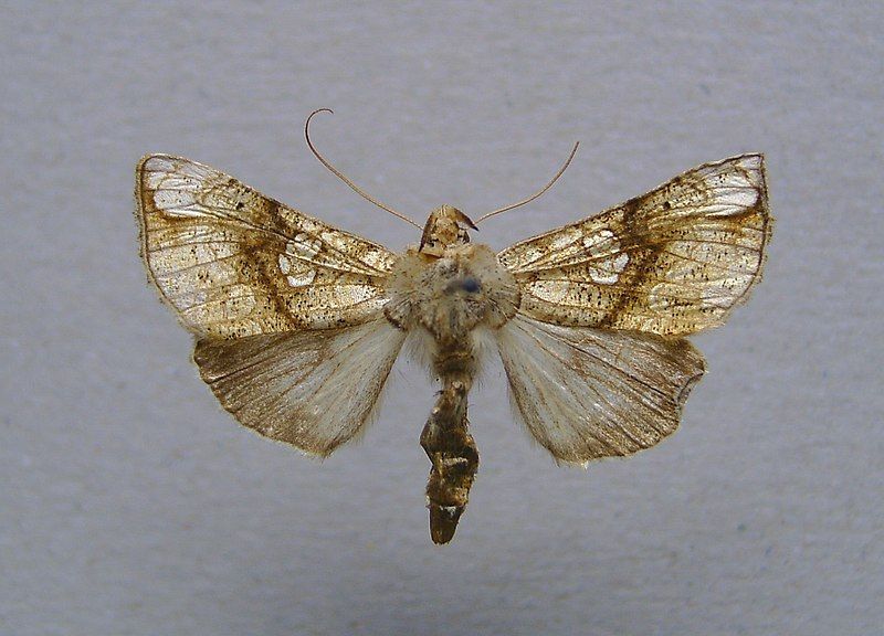 File:Polychrysia esmeralda.jpg