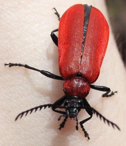 File:Pyrochroa.coccinea.dorsal.jpg