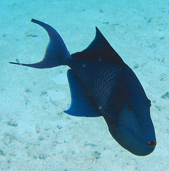 File:Redtoothed triggerfish3.jpg