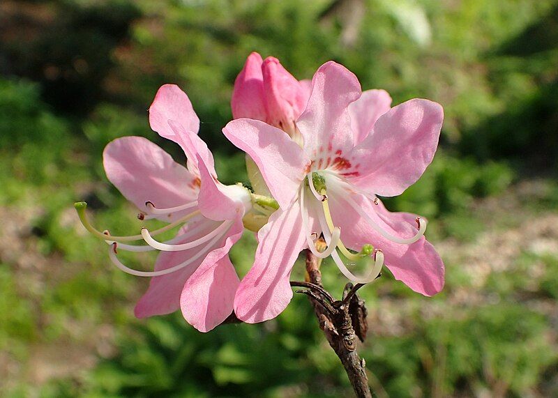 File:Rhododendron vaseyi kz01.jpg