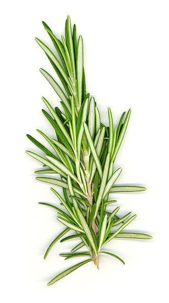 File:Rosemary white bg.jpg